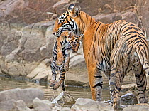 Bengal tiger (Panthera tigris tigris) female 'T19 Krishna' carrying 2 month cub, Ranthambhore National Park, India.