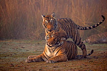 Bengal tiger (Panthera tigris tigris) female 'T19 Krishna' with 11 month cub, Ranthambore National Park, India.