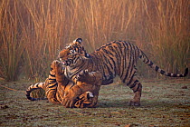 Bengal tiger (Panthera tigris tigris) 11 month cubs playing, Ranthambhore National Park, India.