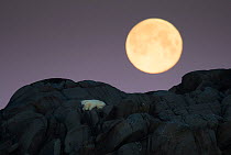 Polar bear (Ursus maritimus) stranded on island, with full moon above, north of Nordaustlandet, Svalbard, Norway, September.