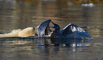 Polar bear (Ursus maritimus) attacking glaucous gull (Larus hyperboreus) in water, Svalbard, Norway, August. Sequence 1/3