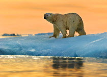 Polar Bear (Ursus maritimus) on ice, Nordaustlandet, Svalbard, Norway, July.