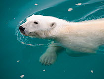 Polar Bear (Ursus maritimus) swimming, Nordaustlandet, Svalbard, Norway, July.