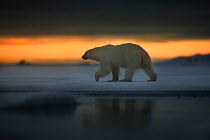 Polar bear (Ursus maritimus) walking on ice, Svalbard, Norway, July.