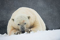 Polar Bear (Ursus maritimus) in snow, Spitsbergen, Svalbard, Norway, August.