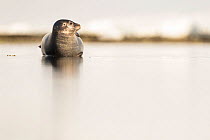 Harbour seal (Phoca vitulina) resting on submerged rock, west coast of Spitsbergen, Svalbard, Norway, June.