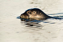 Harbour seal (Phoca vitulina) swimming at surface, west coast of Spitsbergen, Svalbard, Norway, June.