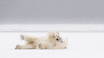 Polar bear (Ursus maritimus) rubbing eye and stretching in spring snow, Svalbard, Norway, June.
