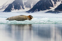 Bearded seal (Erignathus barbatus) resting on fjord ice, Liefdefjorden, Spitsbergen, Svalbard, Norway, July.