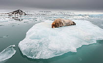 Bearded seal (Erignathus barbatus) hauled out on ice floe, Kongsfjorden, Spitsbergen, Svalbard, Norway, June.
