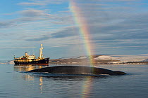 Rainbow forming in breath of Blue whale (Balaenoptera musculus). In background the expedition ship MS Origo carries tourists to the Arctic, Hinlopen, Svalbard, Norway, August.
