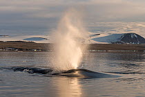 Blue whale (Balaenoptera musculus) blowing, Hinlopen, Svalbard, Norway, August.