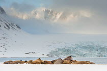 Walrus (Odobenus rosmarus) group resting on spring snow, Spitsbergen, Svalbard, Norway, June.