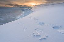 Polar bear tracks (Ursus maritimus) coming up from fjord, east coast of Spitsbergen, Svalbard, Norway, March.