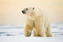 Polar bear (Ursus maritimus) male walking across ocean ice north of Svalbard, Norway, July.