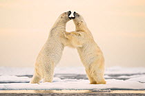 Polar bears (Ursus maritimus) courting on ocean ice north of Spitsbergen, Svalbard, Norway, July.