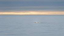 Polar bear (Ursus maritimus) swimming towards open water and an uncertain future on Svalbard, Norway, July.