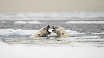 Polar bears (Ursus maritimus) courting in ocean north of Spitsbergen, Svalbard, Norway, July.