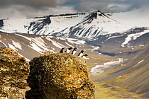 Little Auk (Alle alle) group on rocks near breeding colony, outside Longyearbyen, Svalbard, Norway, July.