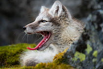 Arctic fox (Vulpes lagopus) yawning, near den on Spitsbergen, Svalbard, Norway, July.