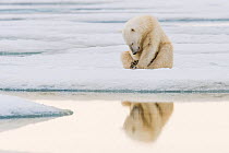 Polar bear (Ursus maritimus) juvenile resting on ice floe, Spitsbergen, Svalbard, Norway, July.