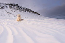 Arctic fox (Alopex lagopus) resting in the snow with winter coat, Spitsbergen, Svalbard, Norway, April.