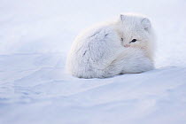 Arctic fox (Alopex lagopus) curled up in winter coat, Spitsbergen, Svalbard, Norway, April.
