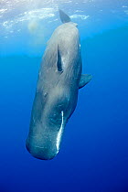 Sperm whale (Physeter macrocephalus) diving, Dominica, Caribbean Sea, Atlantic Ocean. Vulnerable species.