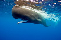 Underwater photographer following behind Sperm whale (Physeter macrocephalus) Dominica, Caribbean Sea, Atlantic Ocean. January 2013. Vulnerable species.