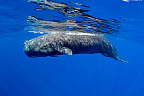 Sperm whale (Physeter macrocephalus) swimming near the surface, Dominica, Caribbean Sea, Atlantic Ocean.