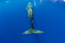 Tail of Sperm whale (Physeter macrocephalus) surfacing, with diver in the background, Dominica, Caribbean Sea, Atlantic Ocean.
