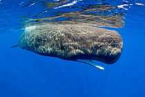Sperm whale (Physeter macrocephalus) with mouth open, Dominica, Caribbean Sea, Atlantic Ocean. Vulnerable species.