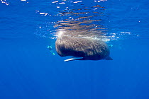 Snorkeler and Sperm whale (Physeter macrocephalus) Dominica, Caribbean Sea, Atlantic Ocean. Vulnerable species.