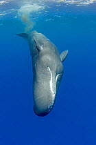 Sperm whale (Physeter macrocephalus) diving, Dominica, Caribbean Sea, Atlantic Ocean.