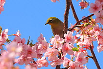 Japanese white eye (Zosterops japonicus) perched in Cherry blossom, Japan. March.