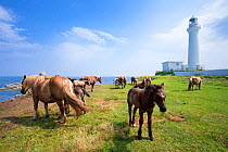 Hokkaido horses / Dosanko grazing, Shiriyazaki Lighthouse, Shimokita Peninsula National Park, Hokkaido,  Japan. July 2012.