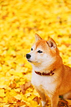 Shiba inu in park with autumn leaves on ground.