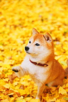 Shiba inu raising one paw in park with autumn leaves on ground.