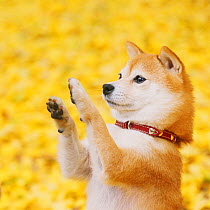 Shiba inu raising standing on hind legs in park with autumn leaves on ground.
