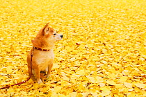 Shiba inu in park with autumn leaves on ground.