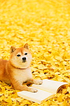 Shiba inu with book in a park