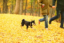 Shiba inu on walk with owners in park with autumn leaves on ground
