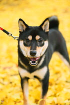 Shiba inu running in park with autumn leaves on ground.