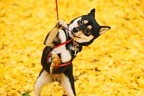 Shiba inu playing with lead park with autumn leaves on ground.