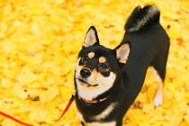 Shiba inu on lead in park with autumn leaves on ground.