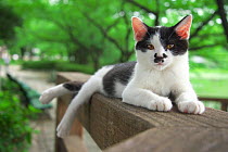 Stray cat, with black and white face markings, sitting on bench, Aichi, Japan.