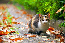 Stray Cat, tortoiseshell, sitting on path, Aichi, Japan.