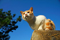 Stray cat, ginger tabby with white patches, Aichi, Japan.
