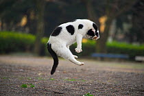 Stray Cat jumping, Nagoya, Japan.