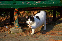 Stray Cat, black and white, pawing, Aichi, Japan.